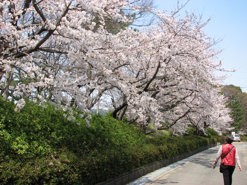 広村堤防土手の桜